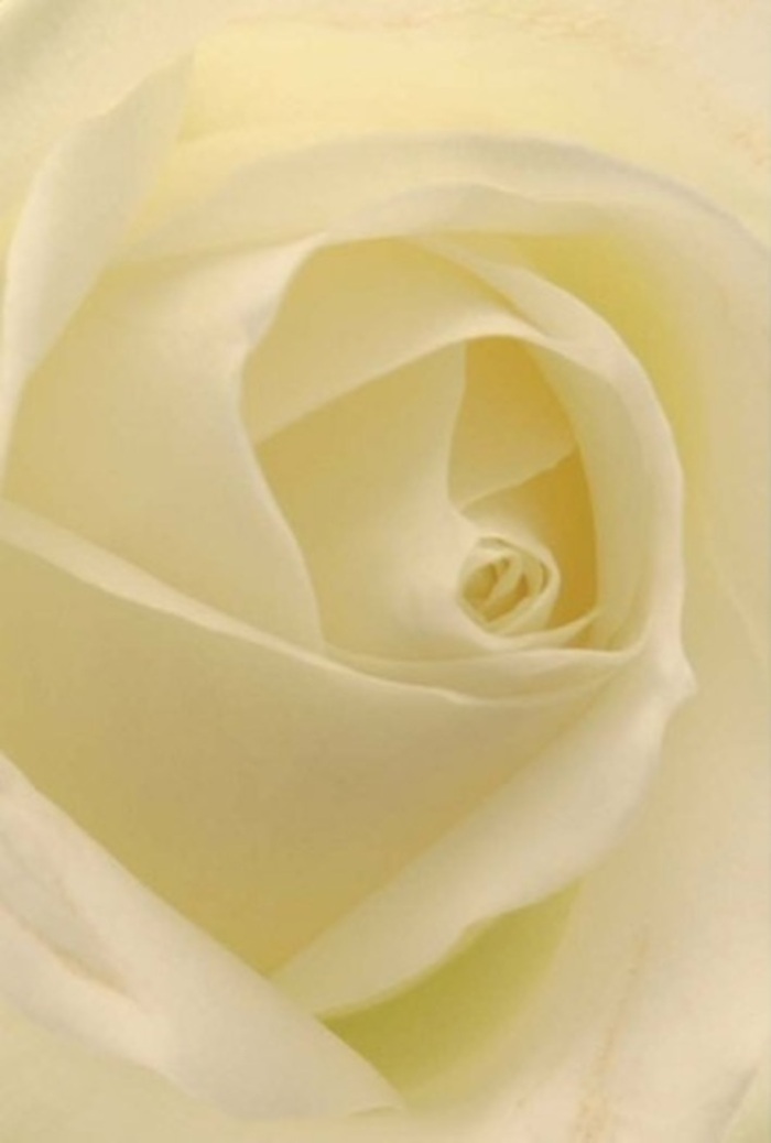 Seen through the eyes of an Eltham florist, this close-up white rose invites you to experience both its serene beauty and evocative atmosphere. Cream and ivory tones intermingle beneath gentle, early afternoon light, much like the sun as it drifts over the ancient grounds of Eltham Palace. Each petal, so softly matte it conjures the feel of silk, curves with purposeful elegance, the edges so finely wrought they seem almost translucent. The composition is all about harmonious layering and intricate shadow, evoking tranquility and hopeful new beginnings-ideal whether gracing a wedding table near Avery Hill or offering comfort in times of loss on Footscray Road. The rose's core is a near-perfect spiral, suggesting quiet strength even in vulnerability, while its subtle fragrance speaks of clean, honest emotion. More than a single flower, this is a living emblem of heartfelt intention-lovingly crafted and delivered with artistry by trusted local florists for meaningful moments across Eltham and its neighbourhoods.